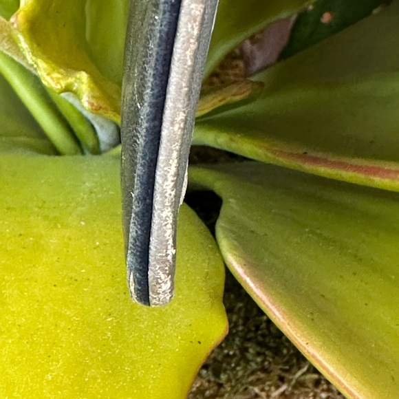 CHANEL CAMELLIA FLORAL LAMB SKIN WALLET GUC  BLACK GREY INTERIOR - Picture 16 of 16